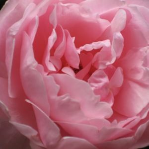 Meet your Posher, Pinkfluffyunicorn66